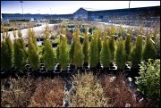 bloemen en planten vvbvanbree     1101